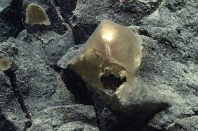 El misterioso “huevo dorado” que fue encontrado en las profundidades del Océano Pacífico