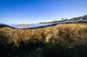 El incierto futuro del coral en un mundo sobrecalentado