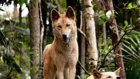 Qué se sabe sobre los dingos que serán sacrificados en una isla en Australia tras el ataque a una turista