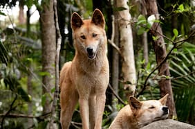 Qué se sabe sobre los dingos que serán sacrificados en una isla en Australia tras el ataque a una turista