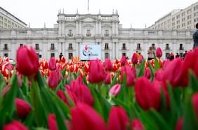 ¿Dónde y cuándo será el Día del Tulipán 2024 en Chile?
