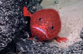 Descrubren un mundo pérdido frente a costas de Chile: hay decenas de extrañas especies y una colosal montaña