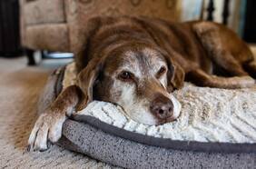 Soy veterinario y estos son los 6 signos de que tu perro o tu gato tienen deterioro cognitivo