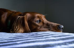 Una misteriosa enfermedad respiratoria está atacando a los perros y los veterinarios no saben qué es