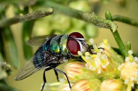Verde y agresiva: así es la mosca invasora proveniente de África que amenaza a Chile y Sudamérica