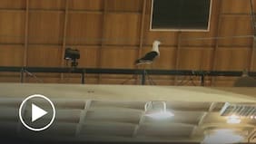 No pasó desapercibida: gaviota se coló al interior del Congreso en plena sesión