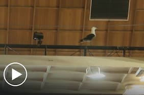 No pasó desapercibida: gaviota se coló al interior del Congreso en plena sesión