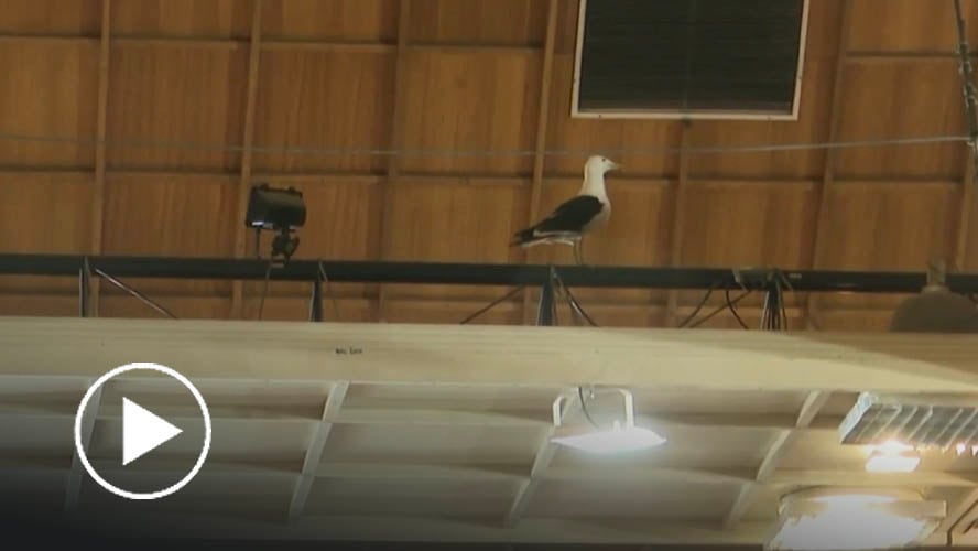 No pasó desapercibida: gaviota se coló al interior del Congreso en plena sesión