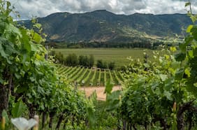 Viñas chilenas siguen presionadas: tres anotan pérdidas en el primer trimestre y cinco caídas en sus ingresos