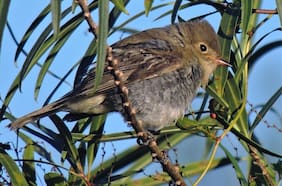 Algunas duermen mientras vuelan: las enigmáticas aves que recorren 6 mil kilómetros hasta la Patagonia