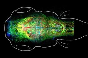 Fascinante: científicos capturan la formación de un recuerdo en un cerebro