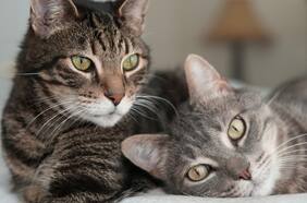 Desde mejor autoestima hasta menor estrés: los beneficios de convivir con gatos en tu salud mental y física