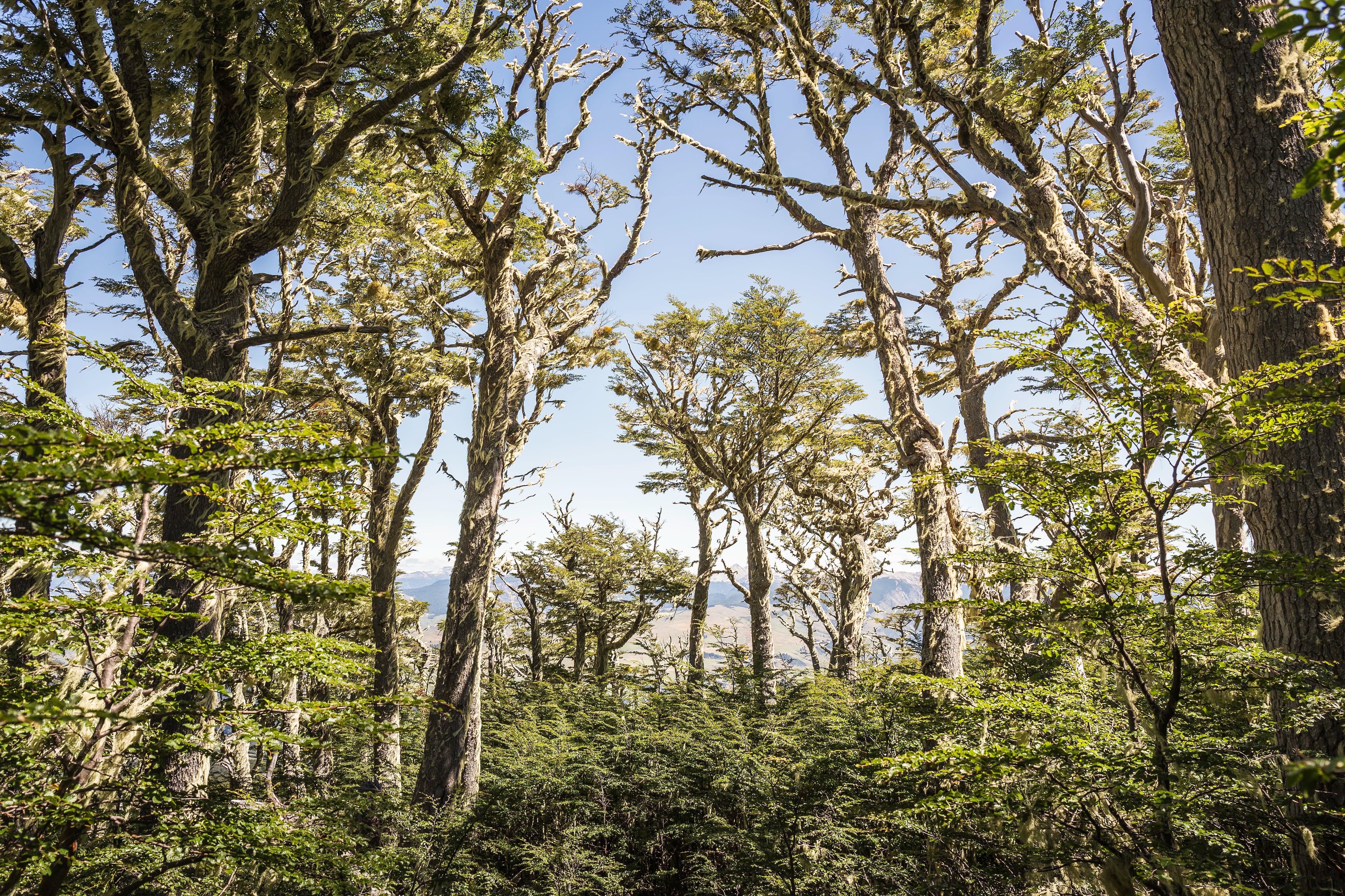 Comunidad Coihuín de Compu en Chiloé culmina restauración de 75 hectáreas de bosque nativo