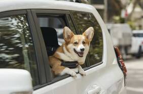 Debuta Uber Pet, la opción para viajar con mascotas