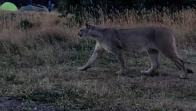 Puma sorprendió a turistas en medio de camping en Torres del Paine