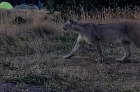 Puma sorprendió a turistas en medio de camping en Torres del Paine
