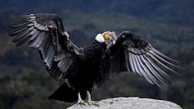 SMA formula cargos contra Eólica La Estrella por muerte de cóndores andinos