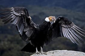 SMA formula cargos contra Eólica La Estrella por muerte de cóndores andinos