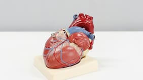 El “secreto” para tener un corazón sano que reveló un estudio científico masivo