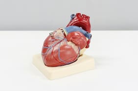 El “secreto” para tener un corazón sano que reveló un estudio científico masivo