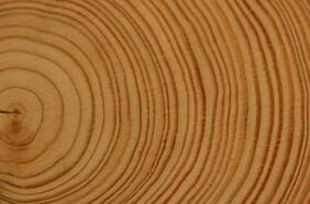 Científicos chilenos utilizan árboles para crear un “atlas de sequía” de los últimos 600 años en el país y Sudamérica