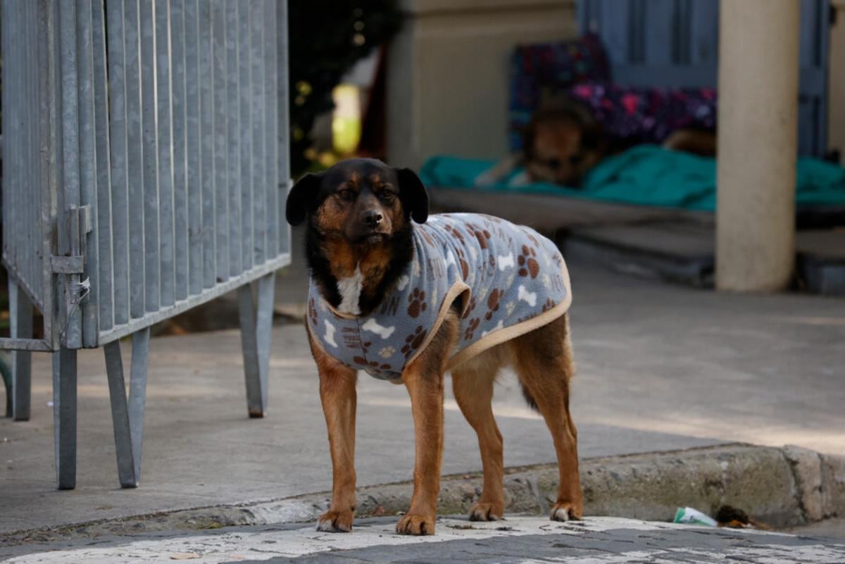 El frío puede alterar el metabolismo de nuestras mascotas. Algunos pacientes pueden tener más hambre, dice la Dra. Bonati, por lo que una visita al veterinario puede ser una buena idea, para ajustar la cantidad de comida que necesita el perro.