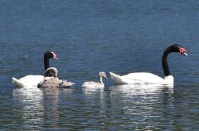 Confirman primer caso de gripe aviar en Región de Los Ríos: se trata de cisne de cuello negro