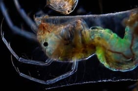 Estos son los videos ganadores del Small World in Motion Competition