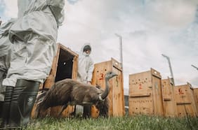 La acción entre Chile y Argentina que busca salvar al ñandú de su extinción
