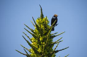 Puya chilensis: descubren esperanzadora floración de especie que puede tardar hasta 20 años en reaparecer
