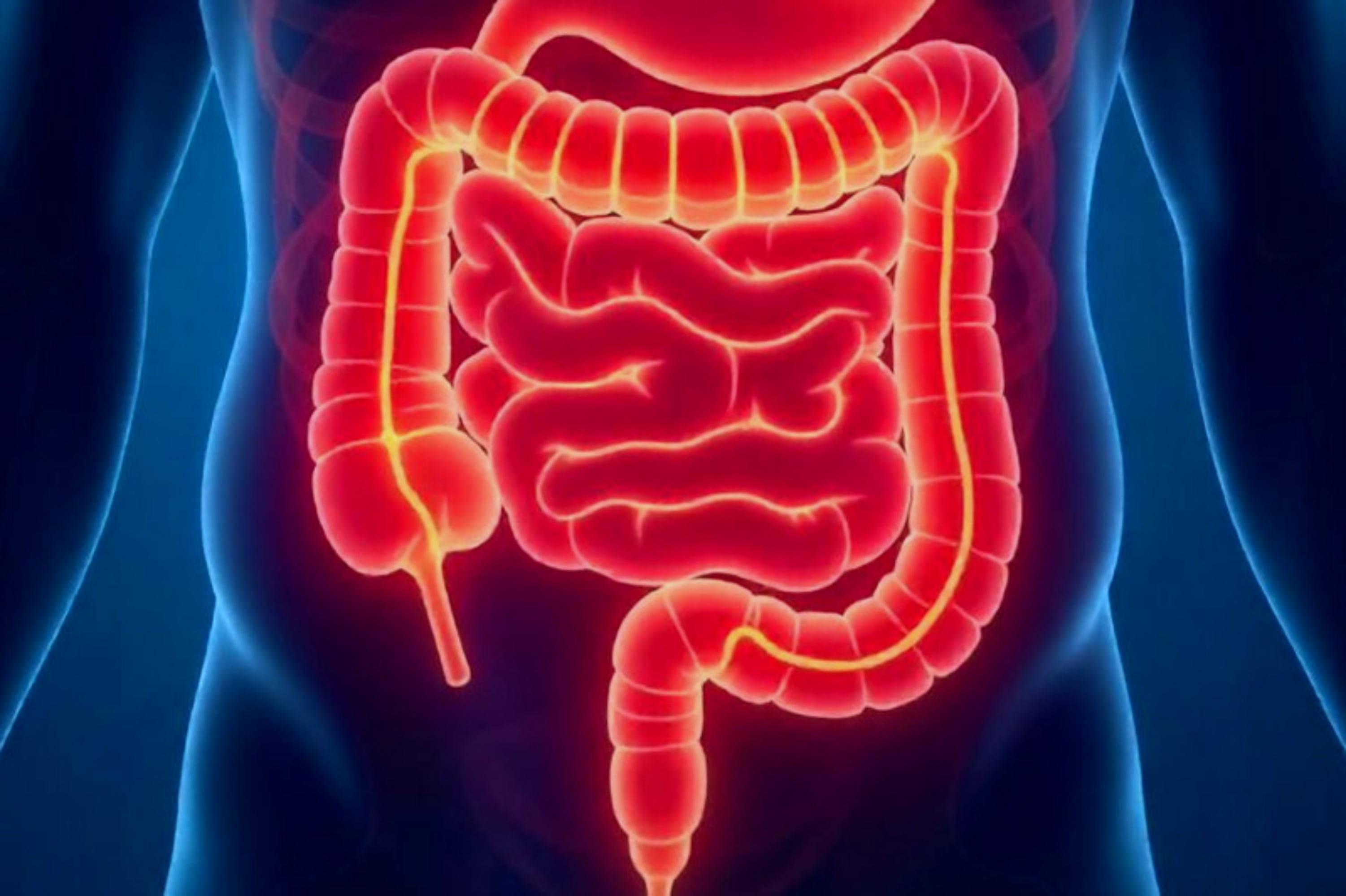 Cómo las bacterias “entrenan” al intestino para combatir la inflamación, según un estudio. Foto: referencial.