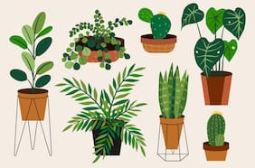 Guía para cuidar las cinco plantas de interior más comunes (y salvarlas de un desastre)