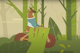 ARAUCO lanza nueva temporada de su podcast “Voces del Bosque” para promover la conservación de la biodiversidad chilena