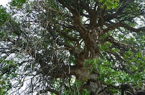 Los secretos del naranjillo: estudio revela la singular estrategia de adaptación al cambio climático de este árbol