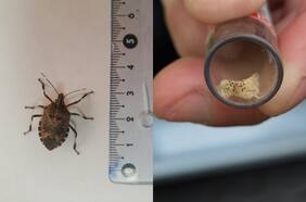 Precio de insecticidas se ha disparado en los últimos doce meses