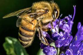 Pionero centro científico aplicará inteligencia artificial para mejorar calidad de las abejas chilenas