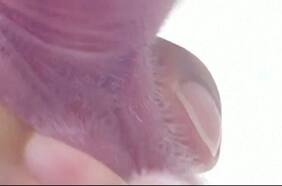 Nacen los primeros gemelos de panda gigante en un zoológico de Corea del Sur