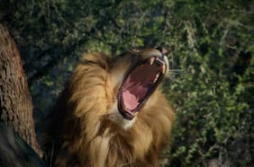 TickD.cl: cómo una pequeña startup ayudó a digitalizar el Buin Zoo y ahora prepara su expansión