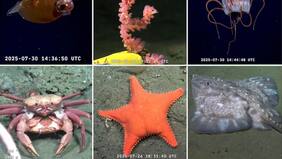 Los cinco mejores momentos de un cautivante y viral streaming científico