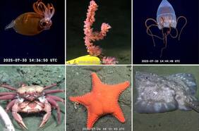 Los cinco mejores momentos de un cautivante y viral streaming científico