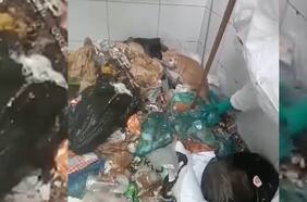 Rescatan a gato que fue arrojado al conducto de la basura de un departamento