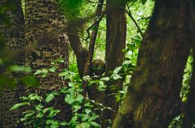 Pokémon tendrá un parque temático natural en Tokyo