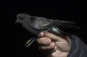 El misterio de la golondrina de mar que viaja a la cordillera de Los Andes y atraviesa la noche de Santiago