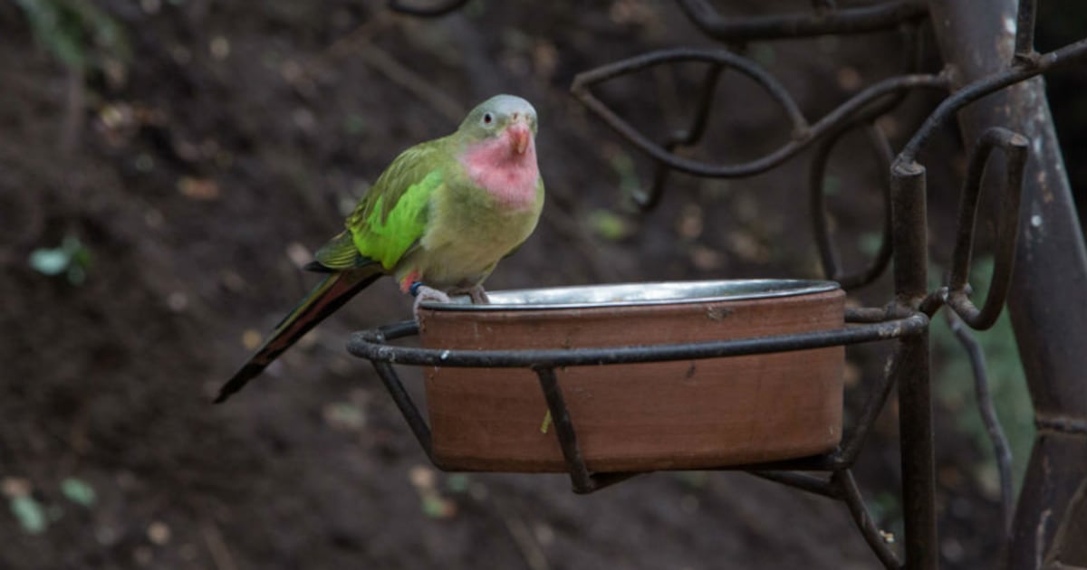 La ampliación del Parque Tricao: ¿Un éxito ambiental o un desafío para la comunidad local?