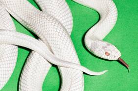 Crítica de discos: Deftones entre lo mejor del año, Radiohead siempre brilla y Maroon 5 es irrelevante