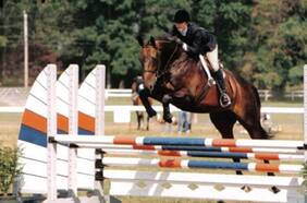 La emotiva historia de Rush, el caballo que sería el más longevo en la historia de Estados Unidos