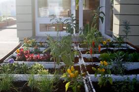 Temporada de huertos en casa