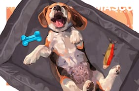 Mi primer perro: 6 consejos para el cuidado integral de tu cachorro