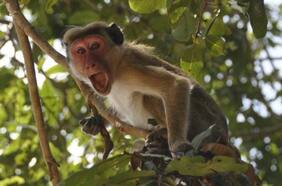 Critican a la Nasa por matar a 27 monos en un sólo día en 2019