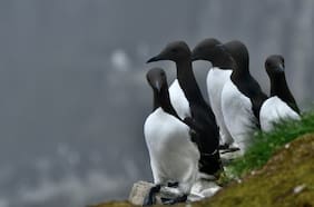 Una ola de calor marina provocó la peor mortalidad de aves en la historia moderna